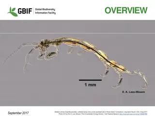 Insights into GBIF Network and Biodiversity Data