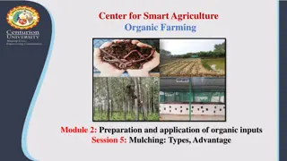 Advantages and Selection of Mulching for Organic Farming