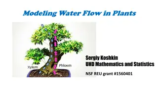 Water Flow in Plants: Modeling and Analysis