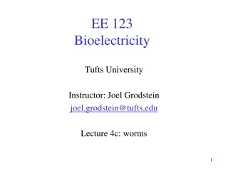 Bioelectricity in Worms: Insights from EE 123 Course at Tufts University