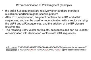 Recombination of PCR Fragments in Gateway Cloning System