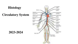 The Circulatory System: Structure and Function