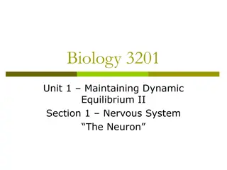 Neurons and the Nervous System