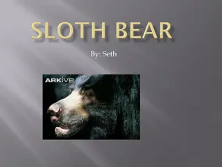 Fascinating Facts About the Sloth Bear in Wild Habitats