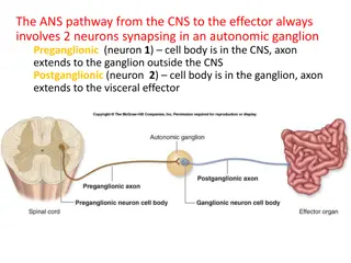 Understanding Autonomic Nervous System Pathway