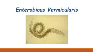 Enterobious Vermicularis Infections