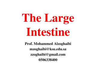 Functions and Secretions of the Large Intestine