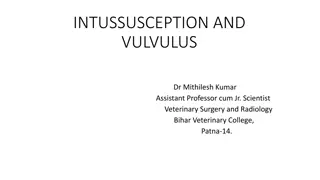Intussusception and Volvulus in Veterinary Surgery