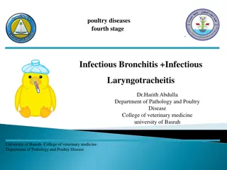 Infectious Bronchitis in Poultry: Symptoms, Diagnosis, and Prevention