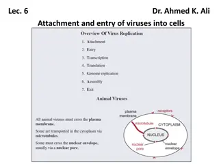 Virus Attachment and Entry into Host Cells