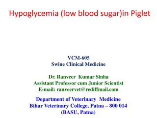 Managing Hypoglycemia in Piglets