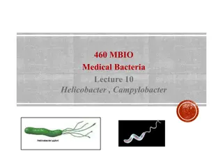Helicobacter pylori and Campylobacter: Bacterial Characteristics and Diseases
