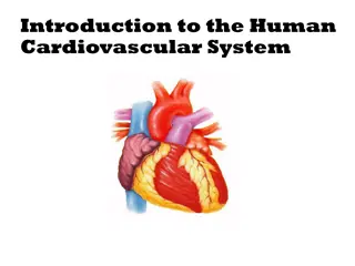 The Human Cardiovascular System
