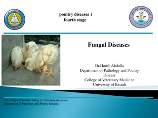 Poultry Fungal Diseases: Aspergillosis and More