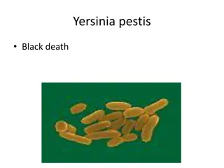 Yersinia Pestis: The Causative Agent of Plague and Its Virulence Factors