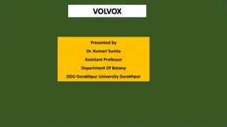Volvox: Characteristics, Structure, and Reproduction Explored