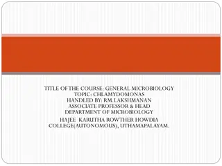 Chlamydomonas: Structure, Reproduction & Occurrence