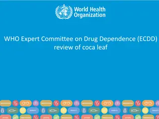 WHO Expert Committee on Drug Dependence Review of Coca Leaf