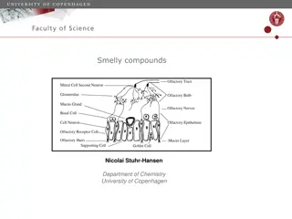 Exploring Smelly Compounds and Odors in Chemistry