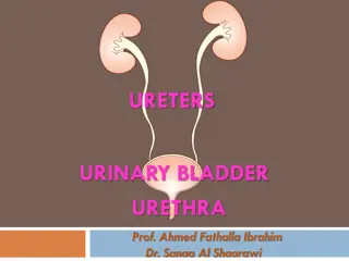 Ureters : Urinary, Bladder, and Urethra