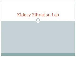 Kidney Filtration and Function for Homeostasis