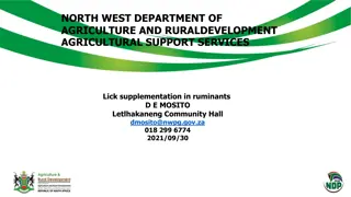 Ruminant Lick Supplementation in Agriculture - North West Department