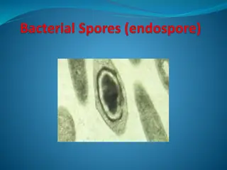 Endospores: Importance and Characteristics