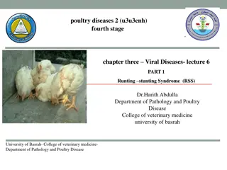 Runting Stunting Syndrome (RSS): A Viral Disease in Poultry
