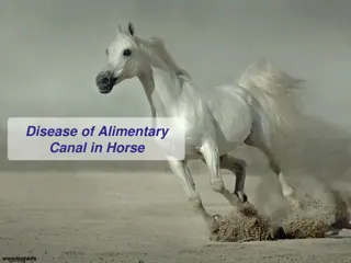 Common Digestive Issues in Horses: Causes and Treatment