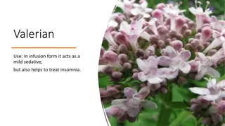 Herbal Uses and Benefits of Valerian, Licorice, Rosemary, Thyme, and Oregano