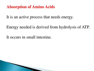 Mechanisms of Amino Acid Absorption in Small Intestine