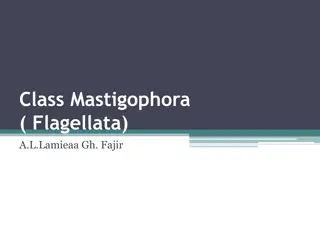 Introduction to Flagellated Protozoa and Parasites in Humans