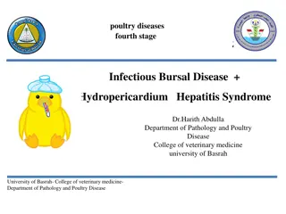 Infectious Bursal Disease (IBD) in Poultry: Symptoms, Diagnosis, and Prevention