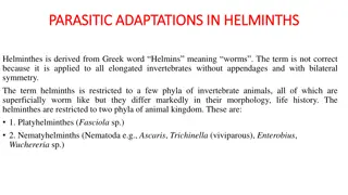 Helminth Parasitic Adaptations Overview