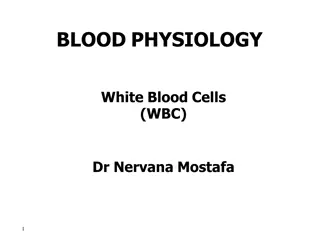 White Blood Cell Formation and Functions in Physiology