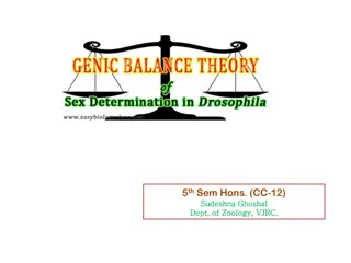 Genetics Theories of Sex Determination in Drosophila and Their Experimental Evidence