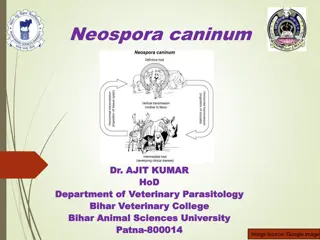 Neospora caninum: A Fatal Protozoal Infection in Animals