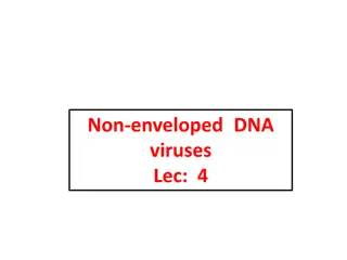 Overview of Non-enveloped DNA Viruses