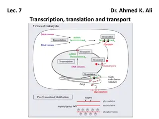 Transcription, Translation, and Transport in Viruses
