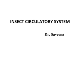 Insect Circulatory System and Haemolymph Composition