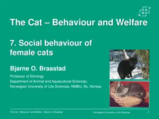 The Social Behavior of Female Cats: Insights from Research
