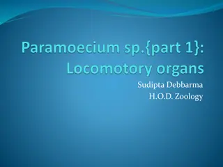 Introduction to Paramoecium: Characteristics and Habitat