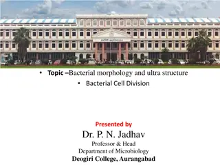 Bacterial Cell Division and Morphology