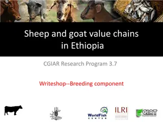 Optimizing Sheep and Goat Breeding Practices for Sustainable Value Chains in Ethiopia