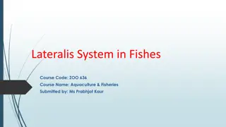 Lateral Line System in Fishes
