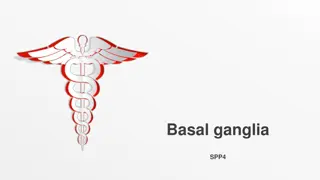 Basal Ganglia Anatomy and Functions