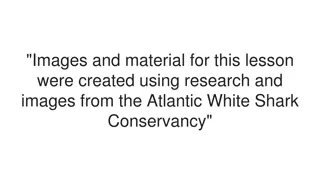 Exploring Individual Sharks and Conservation Efforts
