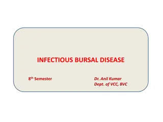 Infectious Bursal Disease in Chickens: Symptoms, Diagnosis, and Prevention