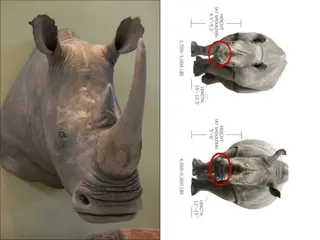 Fascinating Antelope Species and Their Unique Traits