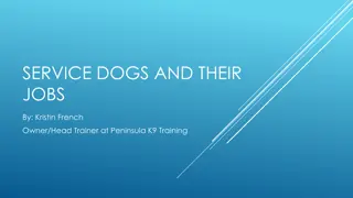 Service Dogs: Training, Breeds, and Roles Explained